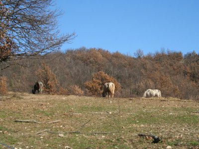 La Mouline
