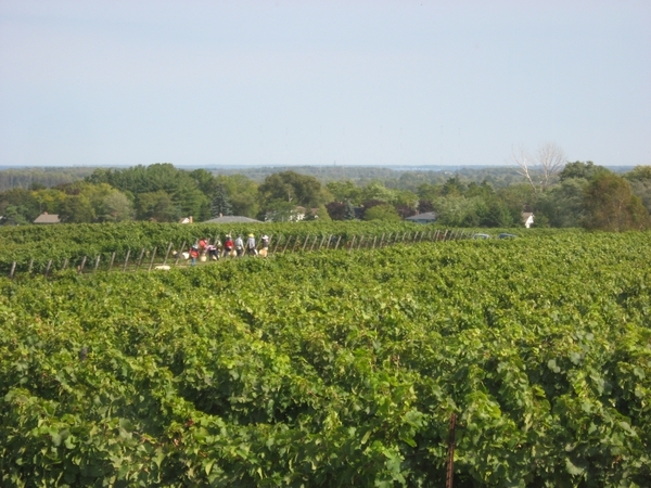 Les coteaux lyonnais