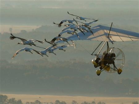 Deltaplane avec les oiseaux