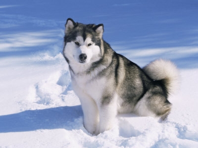 Mushing malamute