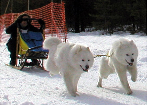 Samoyede et mushing