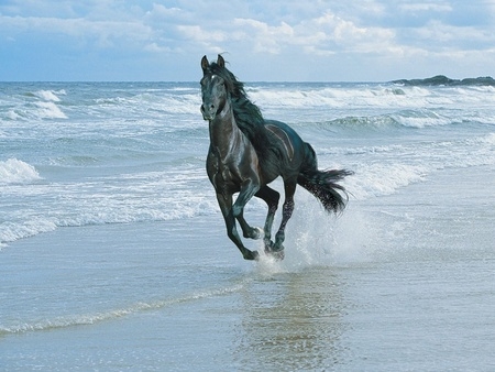 Cheval noir au galop sur la plage