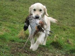 Chien de chasse ramène gibier