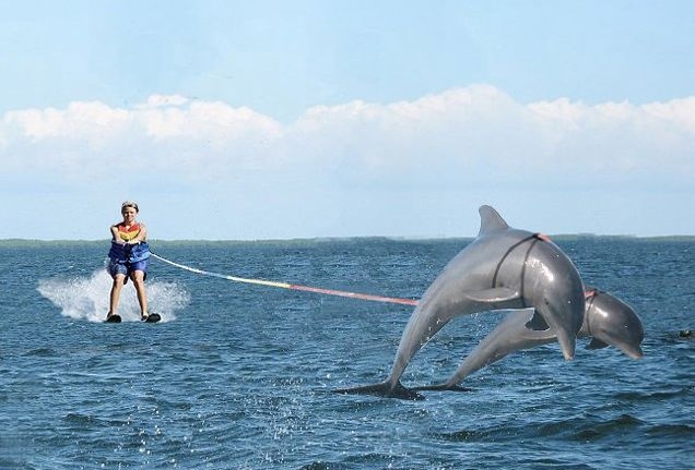 Ski nautique avec les dauphins