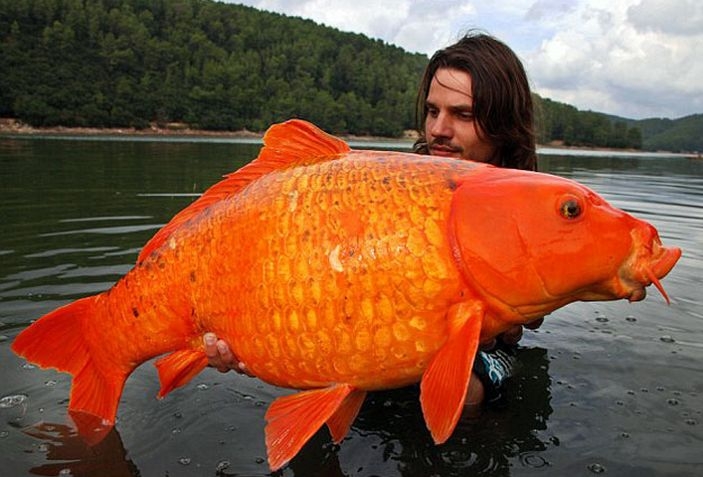 Record carpe koi