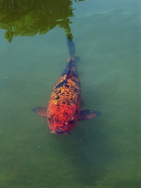 Jolie carpe koi