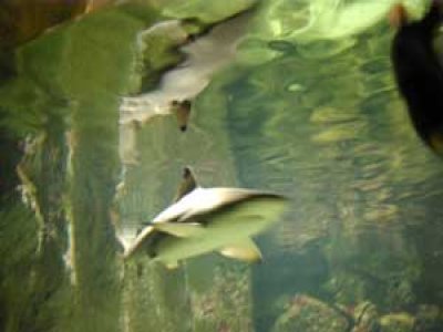 Les Naïades Aquarium