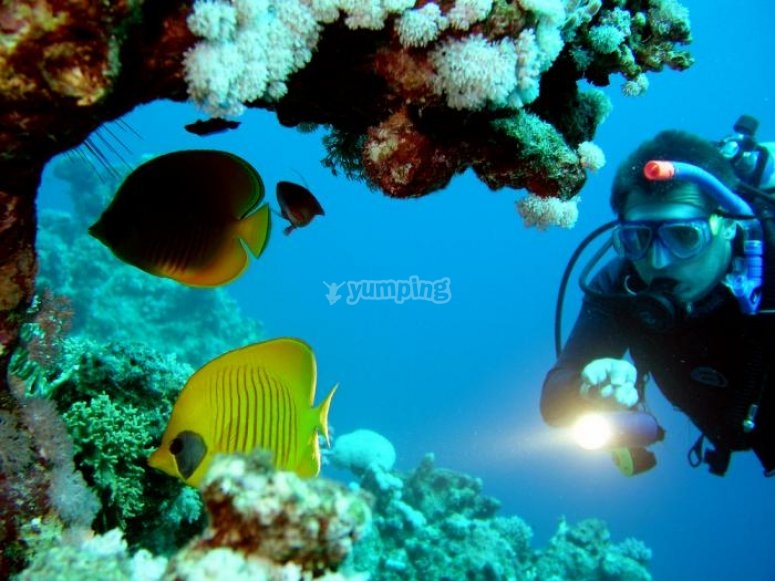 Protéger la vie sous marine Protéger la vie sous marine