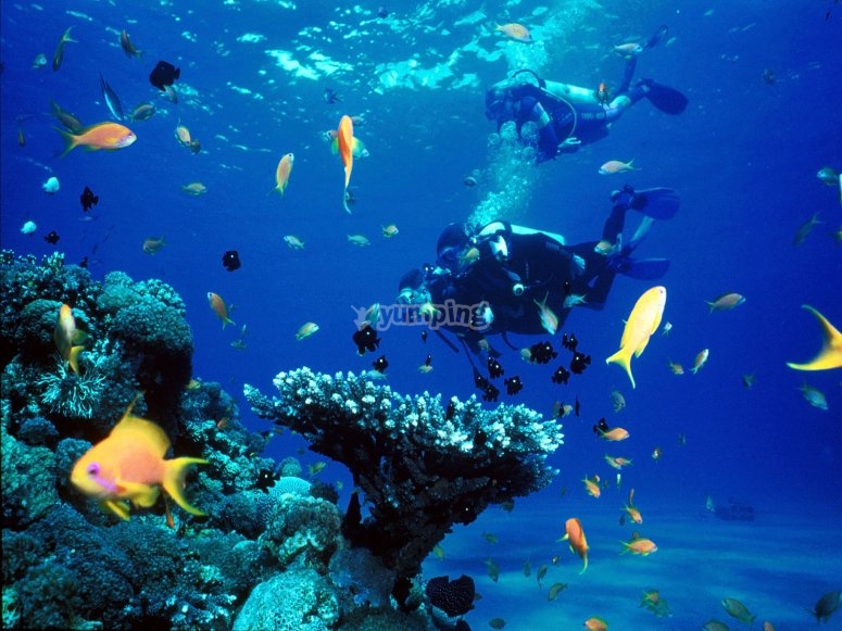 La richesse des fonds marins La richesse des fonds marins