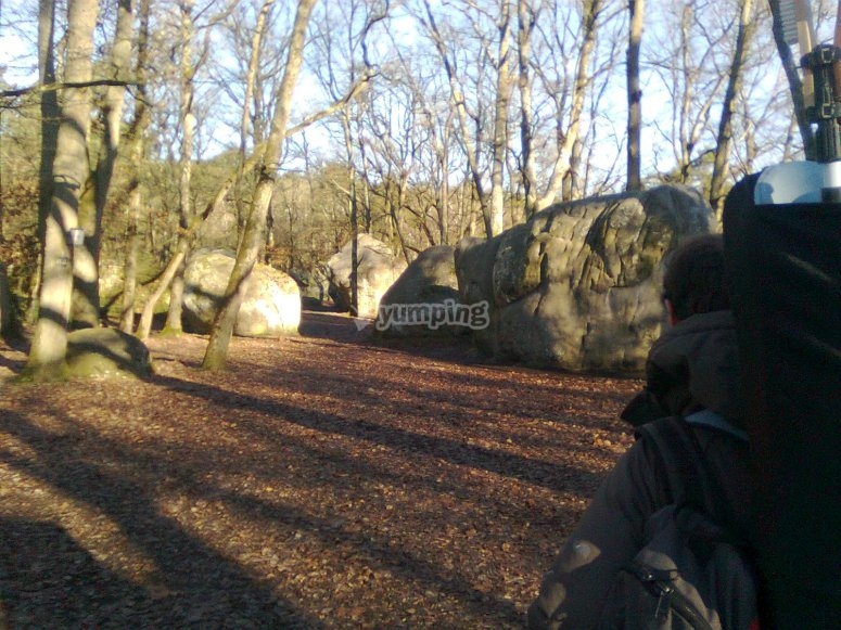 La magie de la forêt de Fontainebleau La magie de la forêt de Fontainebleau
