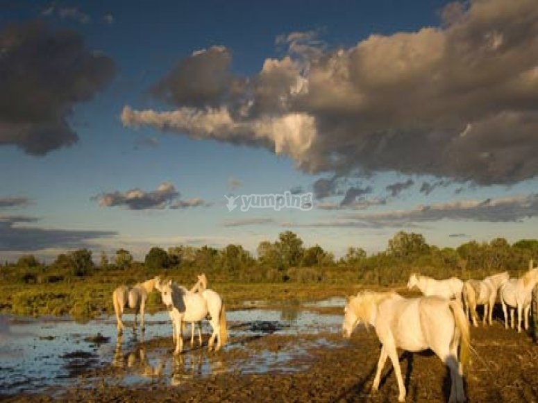 Cheval en camargue Cheval en camargue