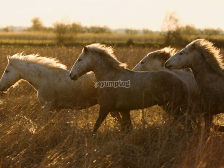 Chevaux Camarguais Chevaux Camarguais