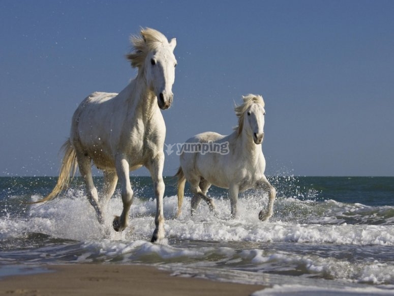 Cheval camarguais sur la plage Cheval camarguais sur la plage