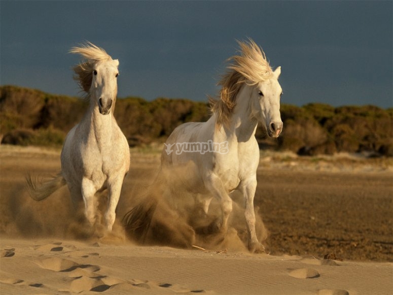 Cheval camarguais dans les dunes Cheval camarguais dans les dunes