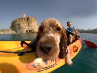 5 activités d'aventure à faire avec votre animal de compagnie