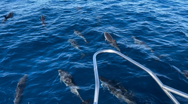 Avis de Daeschler concernant Excursion en bateau et observation des baleines, Mogán 4h
