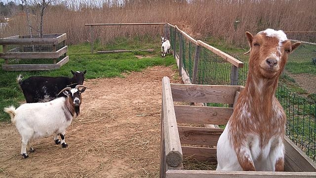 Visite du parc naturel de Deltebre + déjeuner