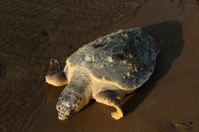 Itinéraire de randonnée vers l'île aux tortues de Tenerife 