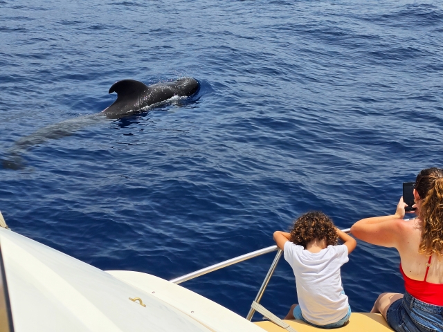 Observation des baleines et snorkeling Tenerife 3h enfants