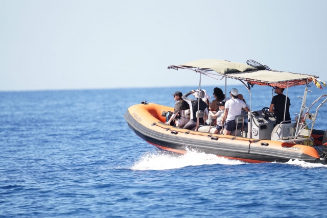 Observation des cétacés de Puerto Colón, adultes 2h
