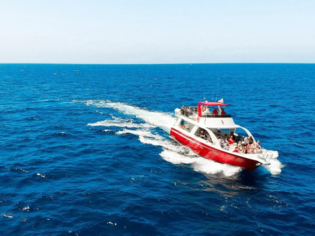 Observation des baleines à Los Cristianos, 2h