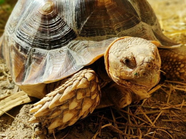 Billets Adultes Zoo Koki - Tolède
