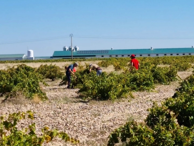 prendre soin des vignes de la cave 