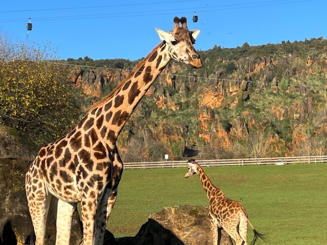 Prix d'entrée à Cabárceno pour adultes mi-saison
