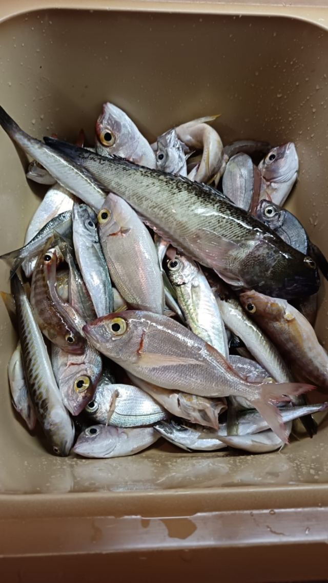 Avis de Veronica concernant Pêche sportive de 8 heures à Savone