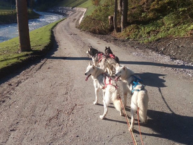 Randonnée canine dans la vallée du Piave 1 heure et 30 minutes