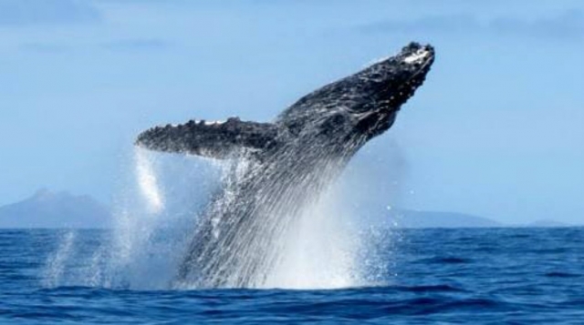 Observation des baleines partagée à Cabo San Lucas