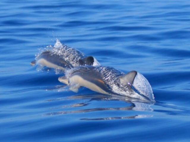 Nager avec les dauphins à Terceira Açores Adultes 3h