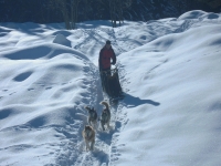  Sled driving in Isère 