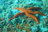  Sea Star 
