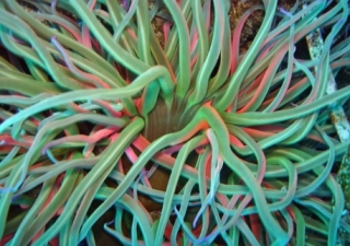 Seeanemone 