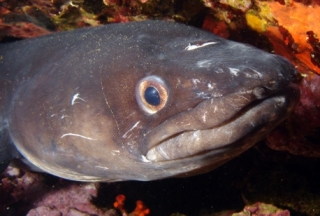  Von Angesicht zu Angesicht 