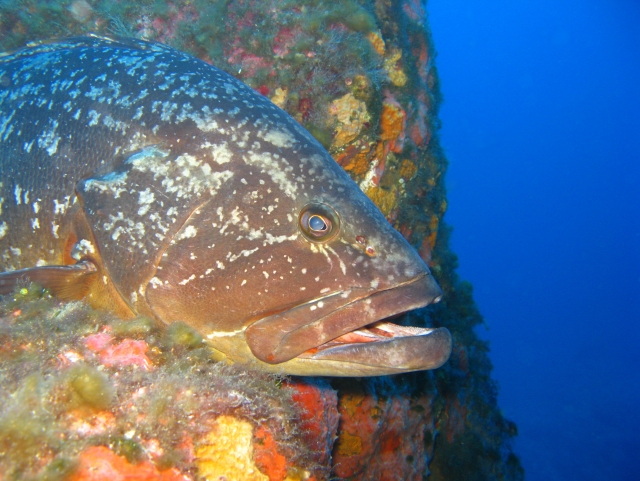  Immersioni a CARGESE 