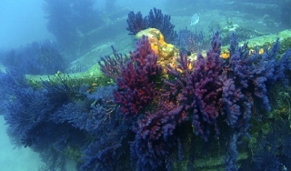  onde as flores do mar 