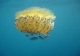  Jellyfish under the sea 