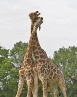 La Girafe 