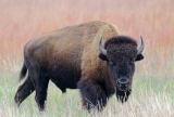  Le Bison 