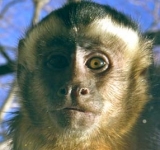  卷尾猴 