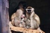  小猕猴 