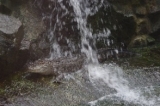 Alligator sous la cascade