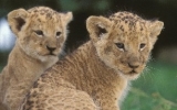 Bébés lions