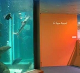 De différentes espèces