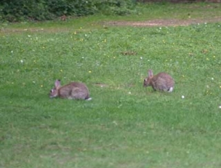  There are even animals 