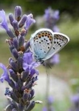  Le Jardin des Papillons 