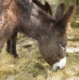  Logotipo - Parque de animales en el var -9999- randonnee en los alrededores