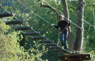  Discovery of the Forest 